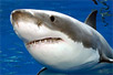 Photo: Great white shark