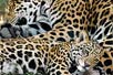 Photo: An adult jaguar and cub relax