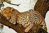 Photo: A leopard rests in a treetop perch