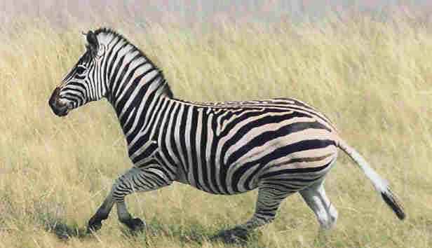 Burchells Zebra hunting in South Africa with South African Hunting Safaris.