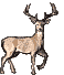 Whitetail Deer Buck Photo: The deer's coat is a reddish-brown. deer can be recognised by the characteristic white underside to its tail, which it shows as a signal of alarm by raising the tail during escape.